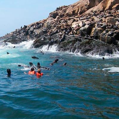 Islas Palomino mar adentro desde Lima Full Day