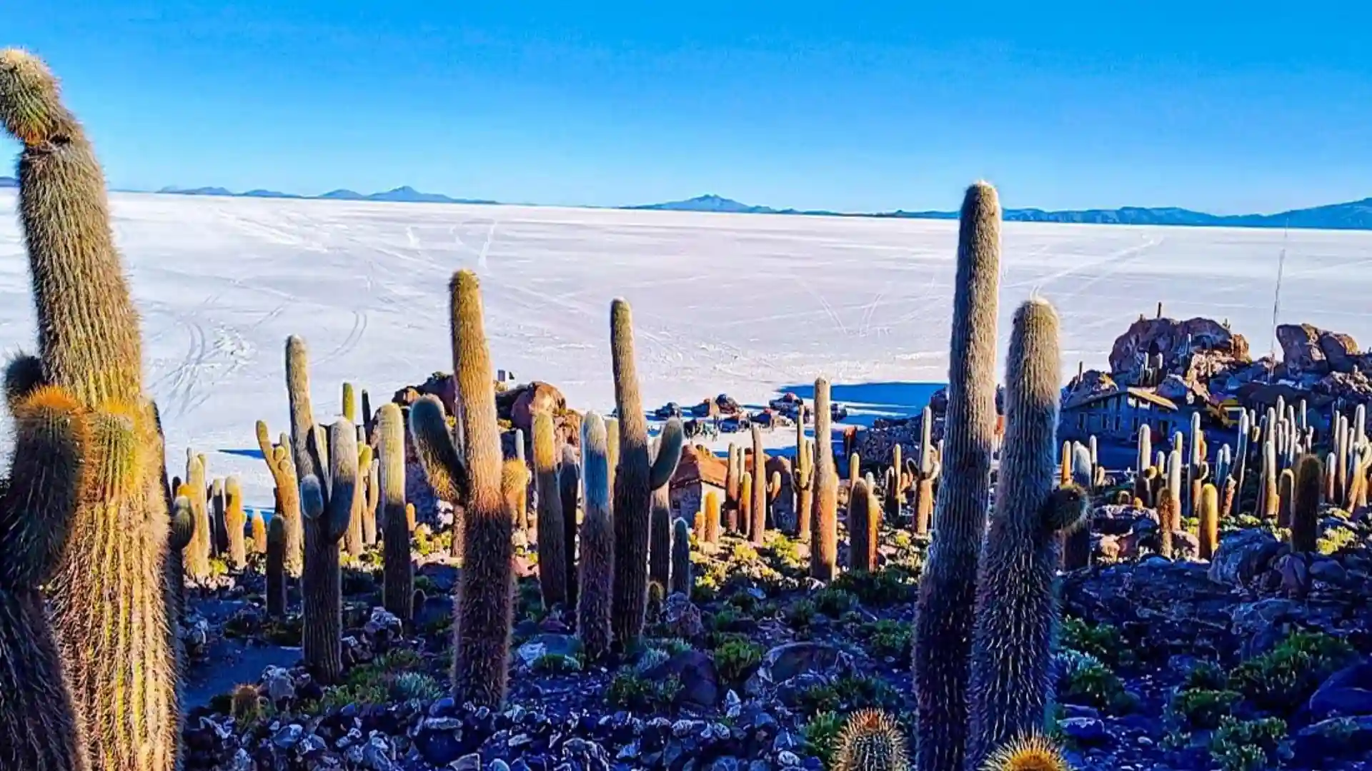 Cactus gigantes milenarios en la Isla Incahuasi, Salar de Uyuni. Tour Salar de Uyuni 2 días
