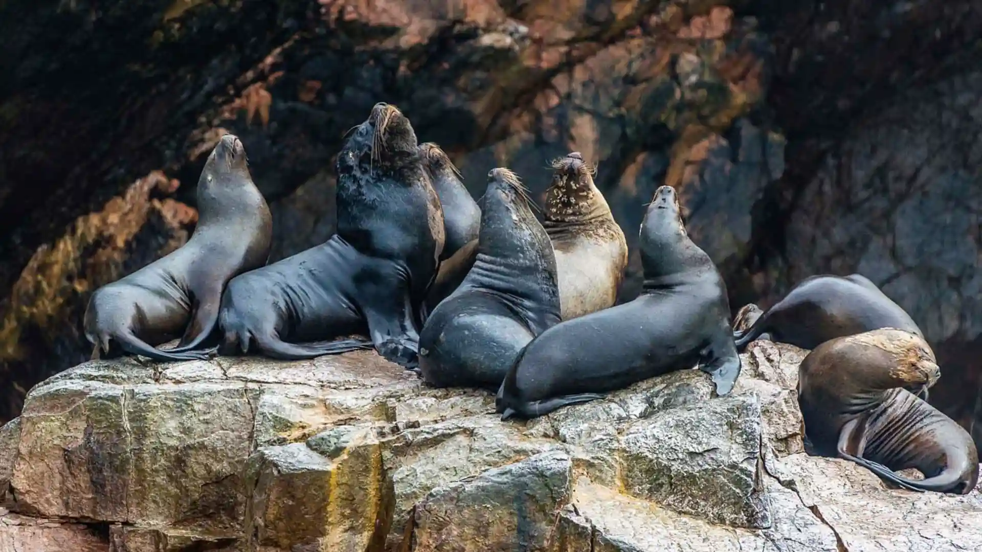 Lobos marinos y aves guaneras en la Reserva Nacional de Paracas.
