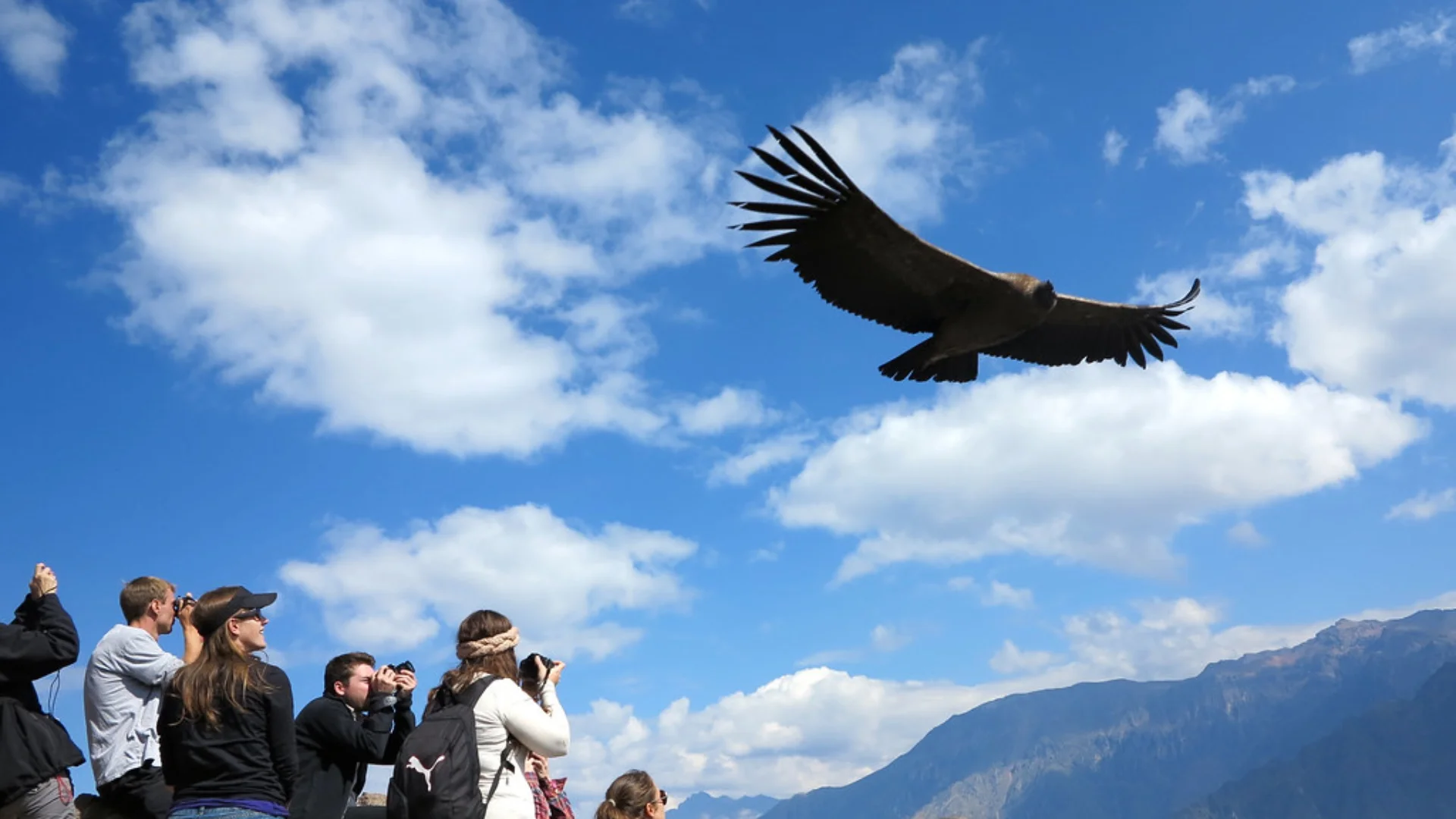 Vuelo del Cóndor Andino en el Mirador de la Cruz del Cóndor, Arequipa. paquete Perú 12 días