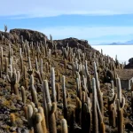 Cactus gigantes centenarios en la Isla Incahuasi con el horizonte blanco del Salar de Uyuni